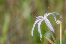 Fakahatchee Strand--2.jpg