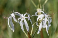 Fakahatchee Strand--3.jpg