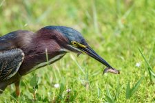 Shark Valley, Everglades-.jpg