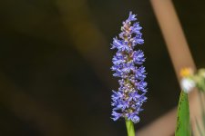 Shark Valley, Everglades-4095.jpg