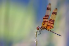 Shark Valley, Everglades--2.jpg