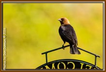 MidMorning Birds-6016-Edit.jpg