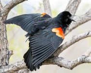 BlackBird-111.jpg