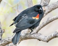 BlackBird-110.jpg