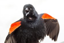 BlackBird-113.jpg