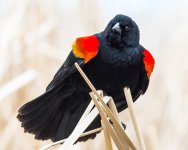 BlackBird-114.jpg
