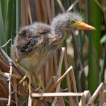 GreenHeron5.jpg
