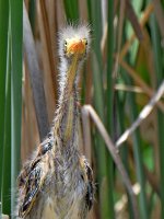 GreenHeron6.jpg
