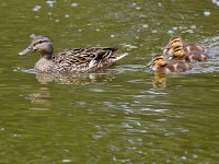 Mallard2.jpg