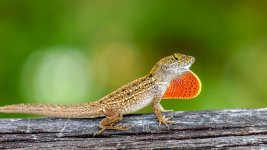 Shark Valley, Everglades--6.jpg