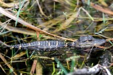 Shark Valley, Everglades--5.jpg