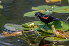 Shark Valley, Everglades--7.jpg