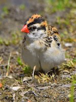 OrangeBeak3.jpg