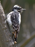 Woodpecker5.jpg