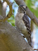 Woodpecker2.jpg