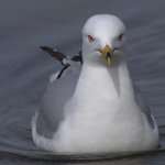 DSC_1673 -1 gull.jpg