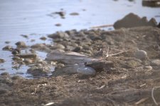 DSC_1632 -2 shorebird.jpg