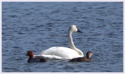 DSC_1609 -1 swans ducks.jpg