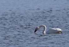 DSC_1615 -1swan.jpg