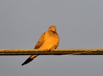 ROY_5639.JPG