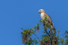 Circle B Bar Reserve.--2.jpg