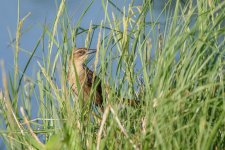 Circle B Bar Reserve.--8.jpg