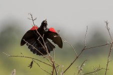 Circle B Bar Reserve.--9.jpg