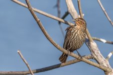 Circle B Bar Reserve.--10.jpg