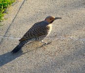 Bird.jpg