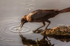 Circle B Bar Reserve.--11.jpg