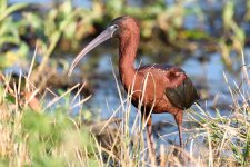 Circle B Bar Reserve.--14.jpg