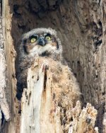Twin Lakes Owls-131.jpg
