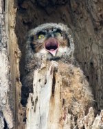 Twin Lakes Owls-130.jpg