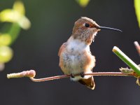 Hummer3.jpg