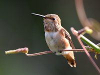 Hummer5.jpg