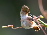 Hummer8.jpg