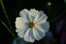 DSC_2092.jpg