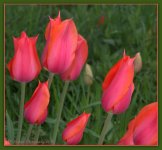 Pink and Orange Tulips  4-29-2016.jpg