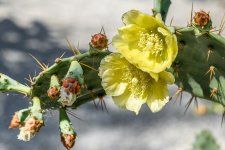 Naples,Botanical Gardens--5.jpg