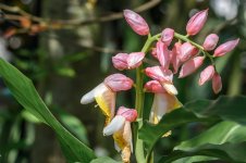 Naples,Botanical Gardens-8292.jpg