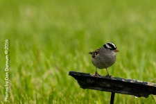 Rainy Day Birds-6106.jpg