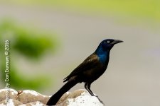 Rainy Day Birds-6126.jpg