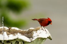 Rainy Day Birds-6124-Edit.jpg