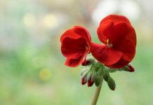 flower (3).jpg
