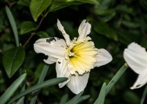 dafy (1 of 1).jpg