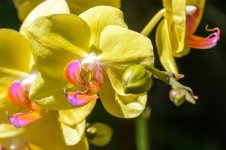 Naples,Botanical Gardens--8.jpg