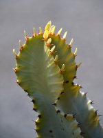 Cactus.jpg