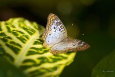 _AAA7596 - Version 2.jpg