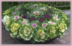 Flowering Cabbage 4-30-2016.jpg