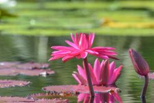 Naples,Botanical Gardens-8197 (1000x667).jpg